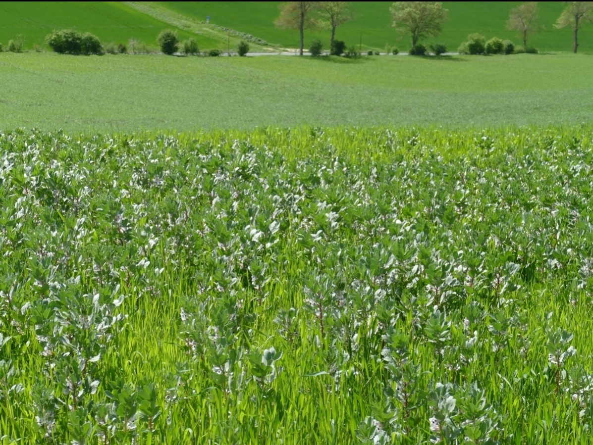 3_credit arthur houdaer